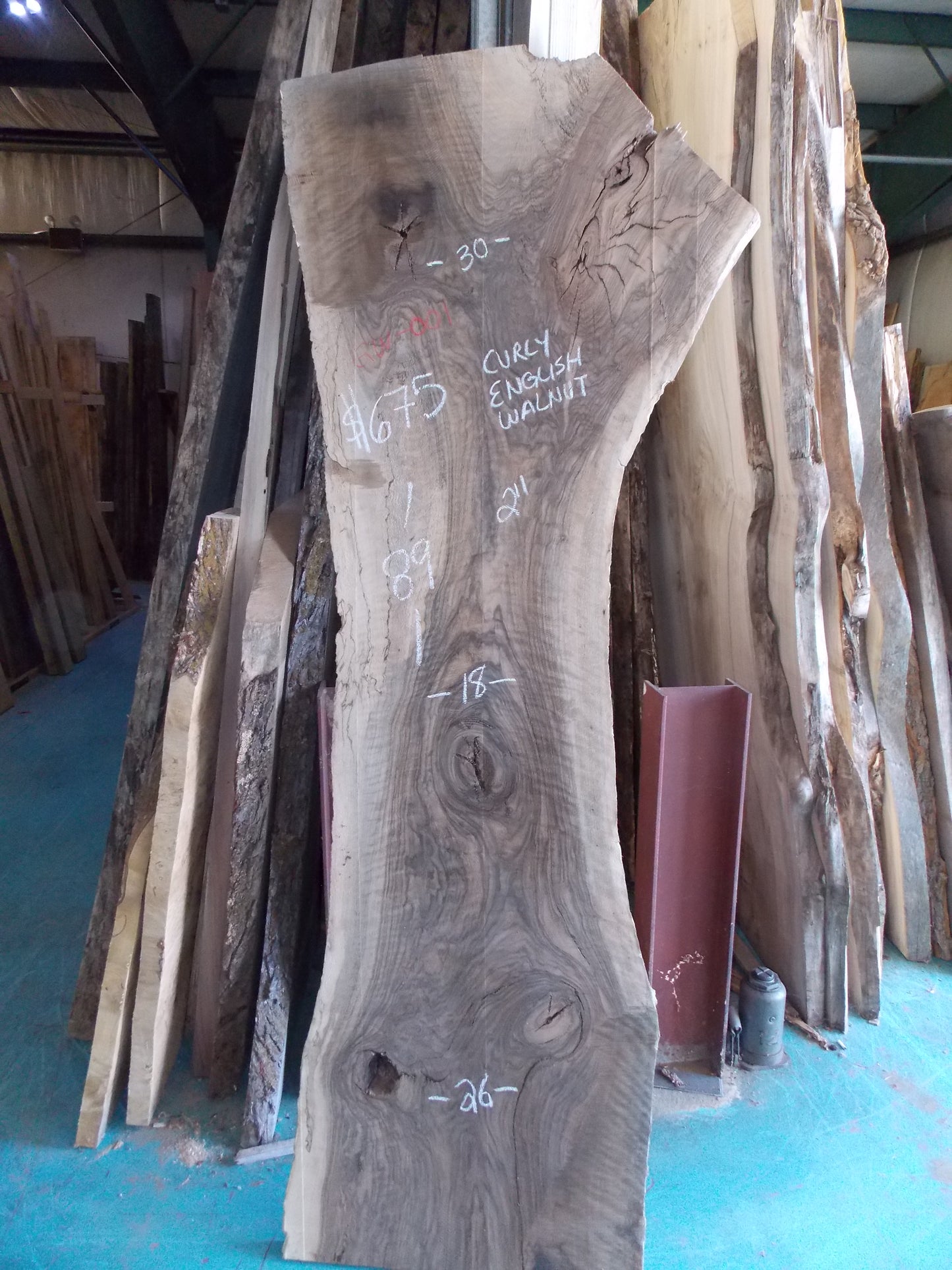 CURLY ENGLISH WALNUT GW-001